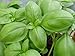Basil Herb Seeds- Genovese- Pesto Heirloom- 300+ Seeds primary