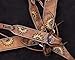 Showman Hand Painted Sunflower Browband Headstall & Breast Collar Set w/Reins! New Horse TACK!thumb 2