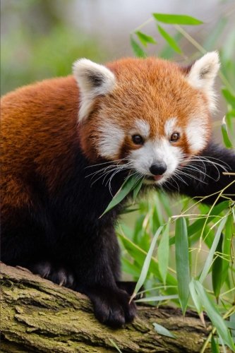 Pretty Adorable Red Panda Bear Animal Journal: 150 Page Lined Notebook/Diary
