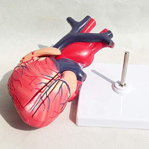 image for LXX Medical Anatomical Heart Model - Visceral Anatomy B Super Color Ul