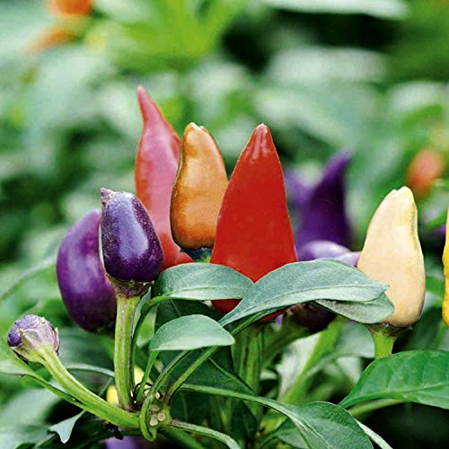Ornamental Hot Chili Dwarf Pepper Mix Organic Seeds Rare up to 30 Seeds - Thumbnail 5