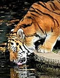 Notebook: tiger predator drink water thirst thirsty fur by Wild Pages Press