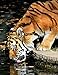 Notebook: tiger predator drink water thirst thirsty fur by Wild Pages Press