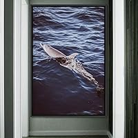 Framed Canvas Wall Art Fish on The Surface Bedroom Dolphin Marine Life Multicolor Nautical Photography - 16x24 inches