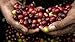 Go Africa Coffee 8oz Bag (Whole Bean) Dark Roast
