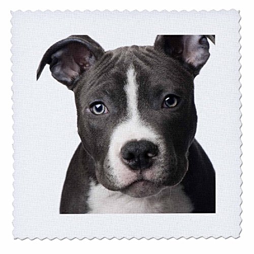 3dRose qs_4240_1 American Pit Bull Terrier Puppy Quilt Square, 10 by 10-Inch