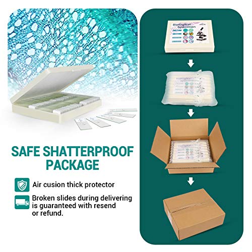 100P Mikroskop Objektträger Präparate, Objektträger Mikroskop mit Biologischen Proben, Insekten Pflanzen menschliche… – Bild 5