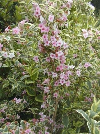 Variegated Weigela Weigela Florida Variegata Nana 40 60 Cm High In The 3 Liter Plant Container Amazon De Garten