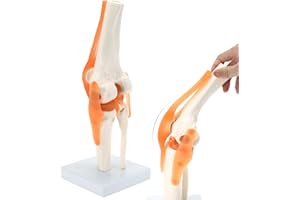 RONTEN Anatomical Knee Model, Flexible 1:1 Scientific Life Size Human Knee Model with Ligament, Teaching Tool for for Doctors Office Educational Anatomy Tool