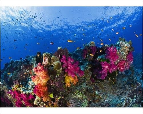 10x8 Print of Soft corals on shallow reef, Fiji (14446646)