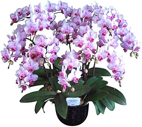 Amazon Co Jp 胡蝶蘭 ピンク系品種 10本立ち こちょうらん お花 絵画のあゆわら ホーム キッチン