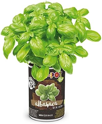 SeedBox PGPTBAG Lata de Cultivo albahaca genovesa Bio, 0.7x0.7x9 ...
