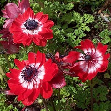 Aimado Seeds Garden 10pcs Graines De Anemone Coronaria