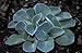 Blue Mouse Ears Hosta - 2008 Hosta of the Year - Dwarf/Fairy Garden - 2.5" Pot