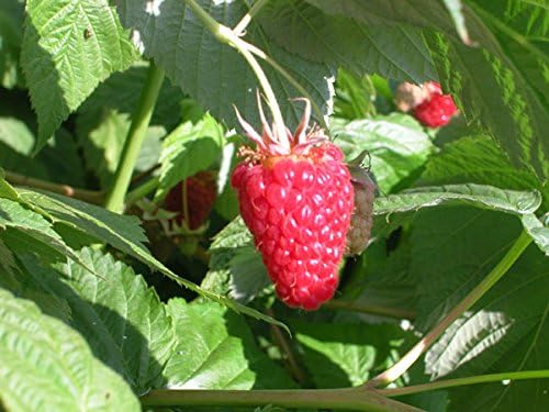 Raspberry Summer 9cm Soft Fruit Plants Top Quality Lincolnshire Grown (3 Plants)