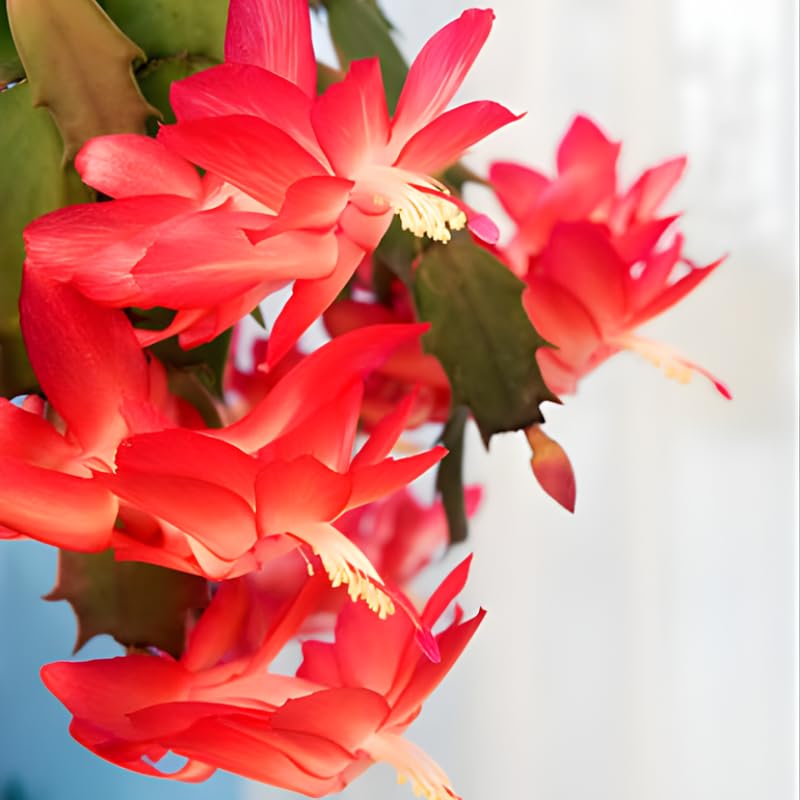 GINGERGLOW 2 Easter Cactus Live Plants Set - Pink and Red Rhipsalidopsis Flowering Cactus for Indoor Décor, 4 Inch Tall