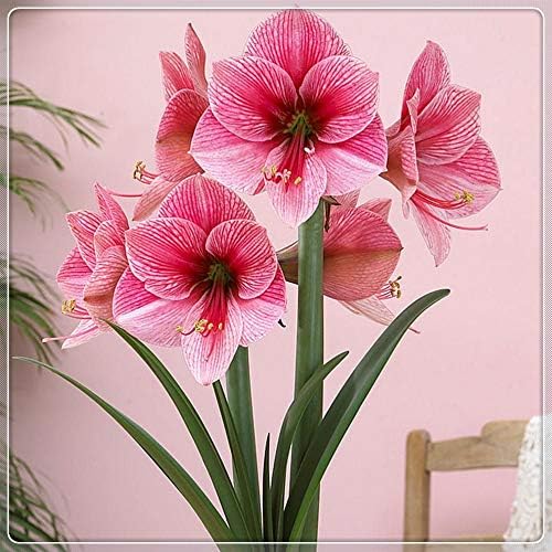 アマリリス球根 丈夫な植物の球根 売り出し 美しい花 球根