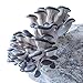 MICHIGAN MUSHROOM Grow Your Own Mushrooms Kit - Colonized Blue Oyster Mushrooms - Indoor Grow Kit - Up to 4lbs