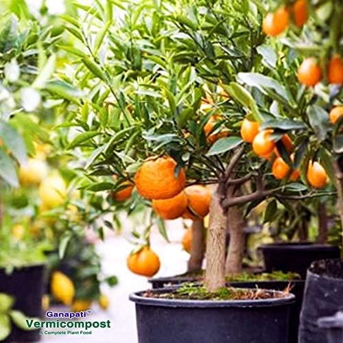 Ganapati Vermicompost Fertilizer for Plant/A Complete Plant Food/All Purpose Organic Manure / 5 Kg