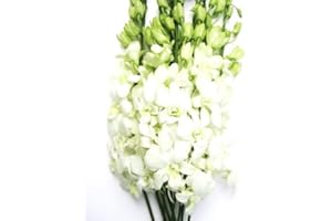 EFLOWERWHOLESALE Fresh Cut Flowers - Dendrobium Orchids White