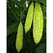 Semillas De Calabaza Amarga Vietnamita (Khổ Qua) - Variedad De Fruto Largo, No Transgénica, Para Huerto