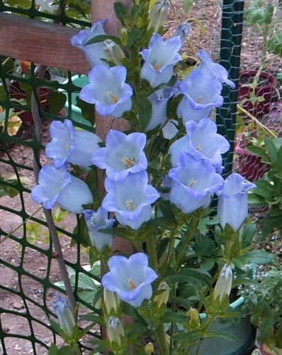 Amazon Com 200 Blue Canterbury Bells Campanula Medium Flower Seedscomb S H Toys Games