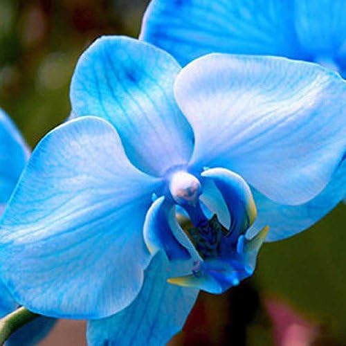 Gmgqsago 20Pcs Phalaenopsis Butterfly Orchid Seeds Home Garden Yard Bonsai Decoration - Blue