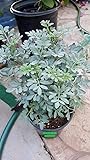 Ruda Plant Common Rue Herb of Grace - 8" to 1 Feet