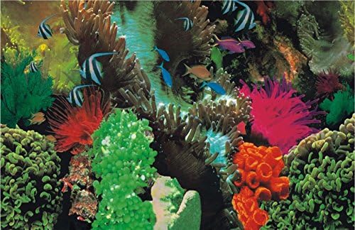 MARTY Aquarium Backgound Marine/ Corals Marine