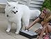 SKI Innovations Paw Boss Wash for Dogs