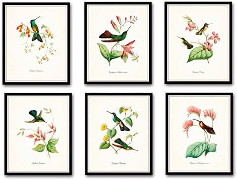 Hummingbird Print Set No.1 Set of 6 Giclee Vintage Bird Prints Home Decor Wall Art - Unframed - Nature Decor, Vintage Prints, Nature Wall Decor, Bird Art, Vintage Art Prints, Vintage Bird Prints