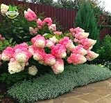 50 Vanilla Strawberry hydrangea Flower Seeds for planting in pot or ground easy to grow flower seeds as bonsai or tree