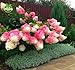 50 Vanilla Strawberry hydrangea Flower Seeds for planting in pot or ground easy to grow flower seeds as bonsai or tree primary