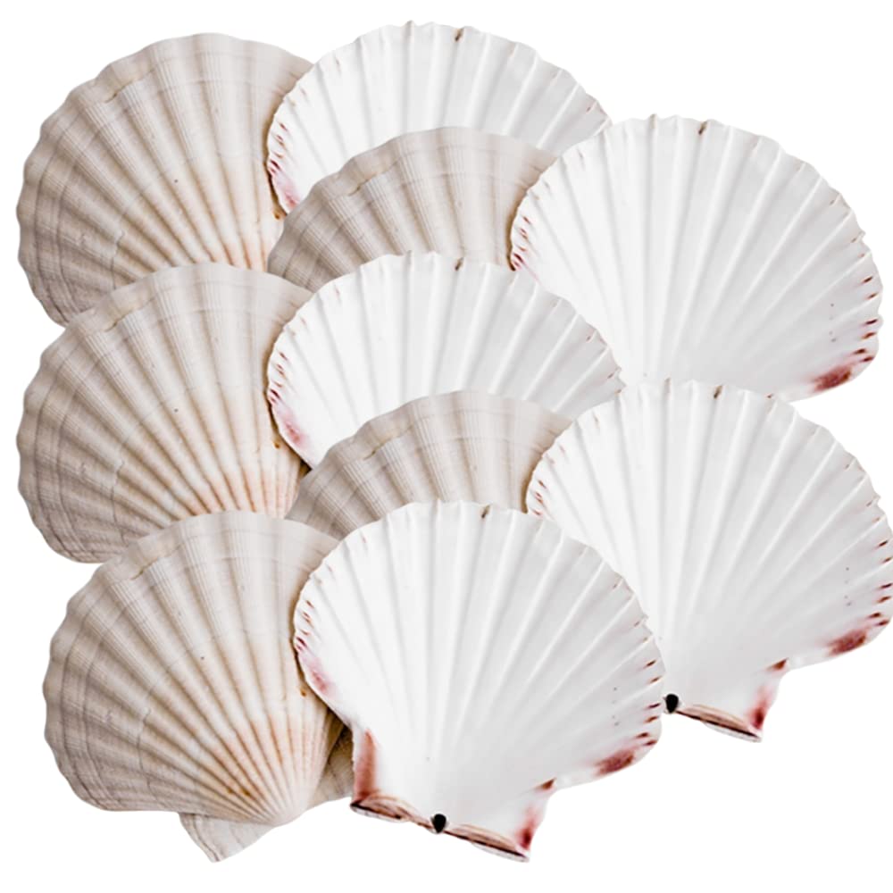 Pack of 10 Natural Scallop Shell Cups (10–13cm) | Real Sea Shells for Crafts, Candles, Soap Making, Food Presentation, Hors d’Oeuvres & Party Starters | Cleaned & Ready to Use