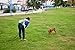Vowol Dog Leash Puppy Obedience Recall Training Leash Made from Nylon For Large / Medium / Small Dogs (30ft)