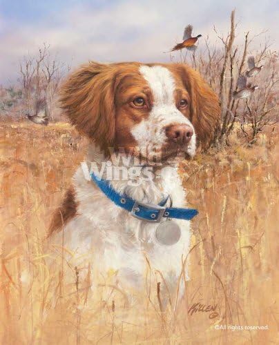 brittany spaniel hunting dog