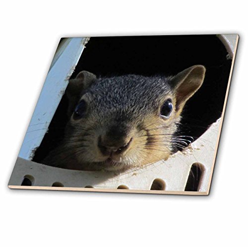 3dRose ct_19083_1 Baby Squirrel in a Martin Bird House Ceramic Tile, 4-Inch