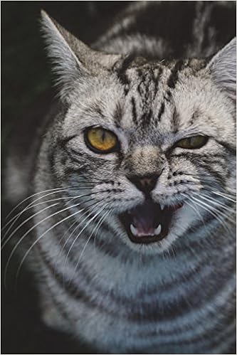 Amazon In Buy British Shorthair Tabby Cat Asks All Right Who