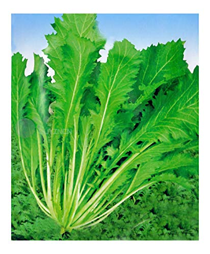 Potherb Mustard Jiu TOU Niao Sherlihon Brassica juncea Asian Chinese Vegetable 4000 Seeds åŽŸè£…å½©åŒ…è”¬èœä¹å¤´é¸Ÿé›ªé‡Œè•» é›ªé‡Œçº¢ é›ªèœ æ˜¥ä¸è€ éœœä¸è€ç§å­