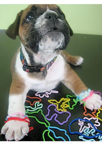 Silly Bandz Rainforest - 24 Pack