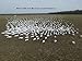 Sillosocks Juvy Snow Goose Decoy (12-Pack), White