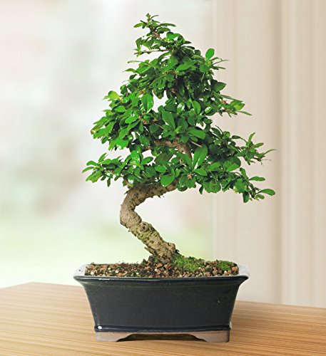 Fukien Tea Bonsai Tree - Image 2