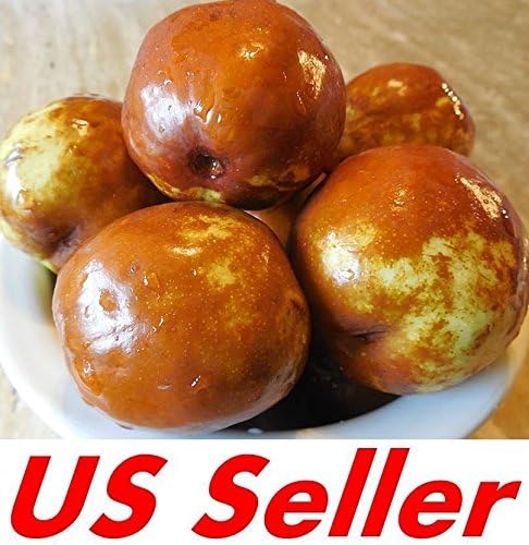 HATCHMATIC 30 JATROPHA SEEDS GOSSYPIFOLIA AKA BELLY ACHE BEAUTIFUL SEE PICTURES