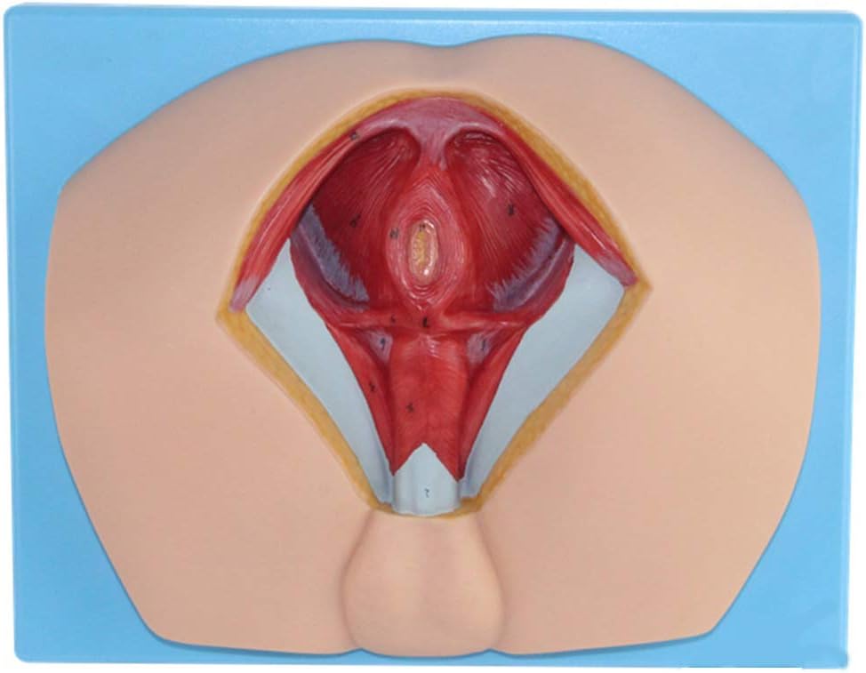 BIUYYY Human Anatomy - Male Perineal Model Human Reproductive Anatomical Model - Medical Teaching Study