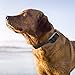 Ortz Remote Controlled Dog Training Bark Collar - Rechargeable and Waterproof for Small, Medium & Large Dogs - Fits Dogs (10Lbs - 100Lbs), 400 Yard Range