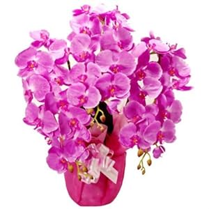 超豪華版 光触媒 胡蝶蘭 ピンク