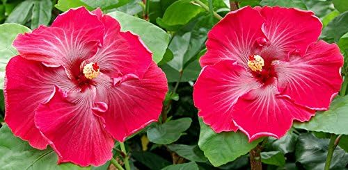 10 Scarlet Dragon Hibiscus Seeds