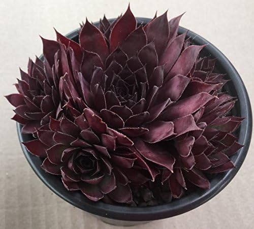 Sempervivum 'Squib', Hens and Chicks, House Leek, Succulent in a 10.5cm pot