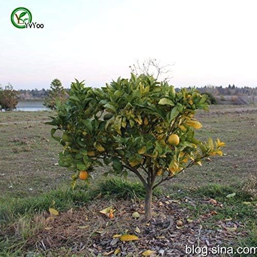 Sell Fast Arcis New Hardy Bitter Orange Poncirus Trifoliata Seeds Striking Scented Edible Pack Of 30 Amazon De Garten