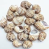PEPPERLONELY 20PC Babylonia Spirata Hermit Crab Sea Shells, 1-1/4 Inch ~ 2-1/4 Inch